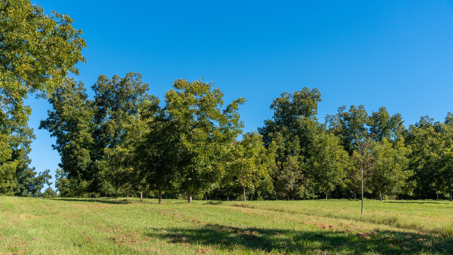 Image for 170+/- Acres - Musgrove Estate - Turn-Key Pecan Operation - Sportsman's Paradise