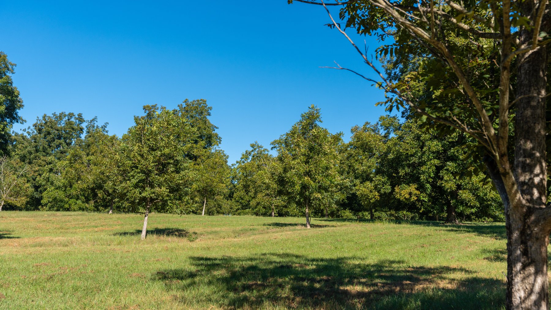 Image for 170+/- Acres - Musgrove Estate - Turn-Key Pecan Operation - Sportsman's Paradise