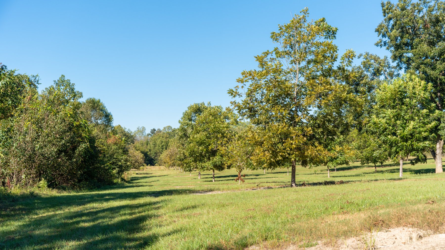 Image for 170+/- Acres - Musgrove Estate - Turn-Key Pecan Operation - Sportsman's Paradise