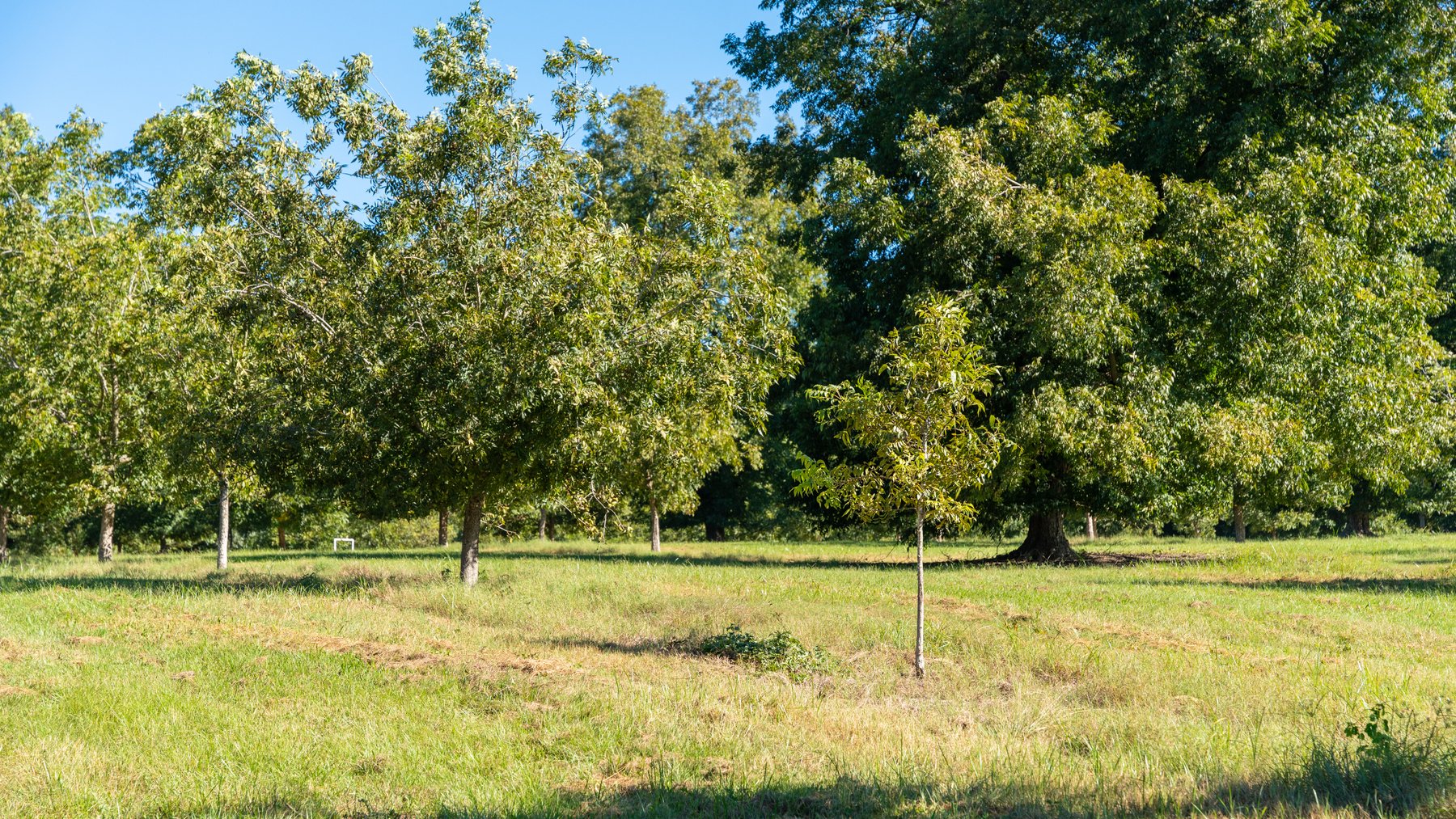 Image for 170+/- Acres - Musgrove Estate - Turn-Key Pecan Operation - Sportsman's Paradise