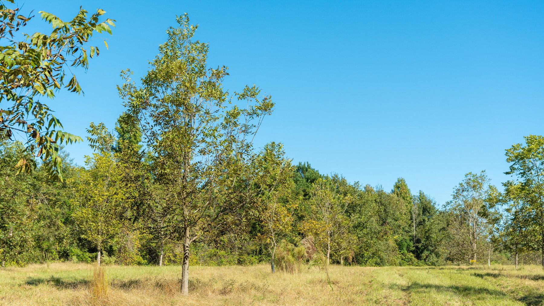 Image for 170+/- Acres - Musgrove Estate - Turn-Key Pecan Operation - Sportsman's Paradise