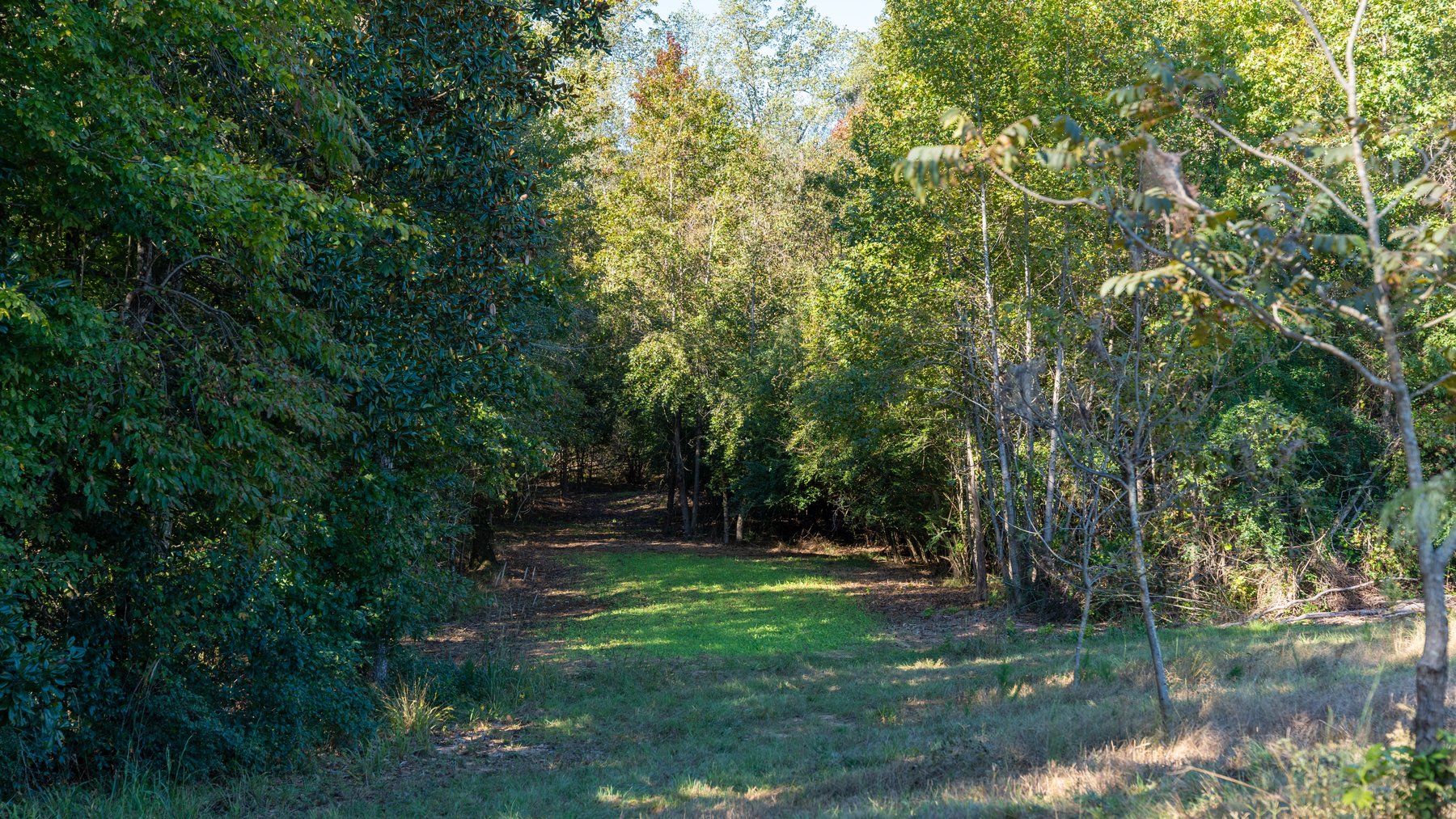 Image for 170+/- Acres - Musgrove Estate - Turn-Key Pecan Operation - Sportsman's Paradise