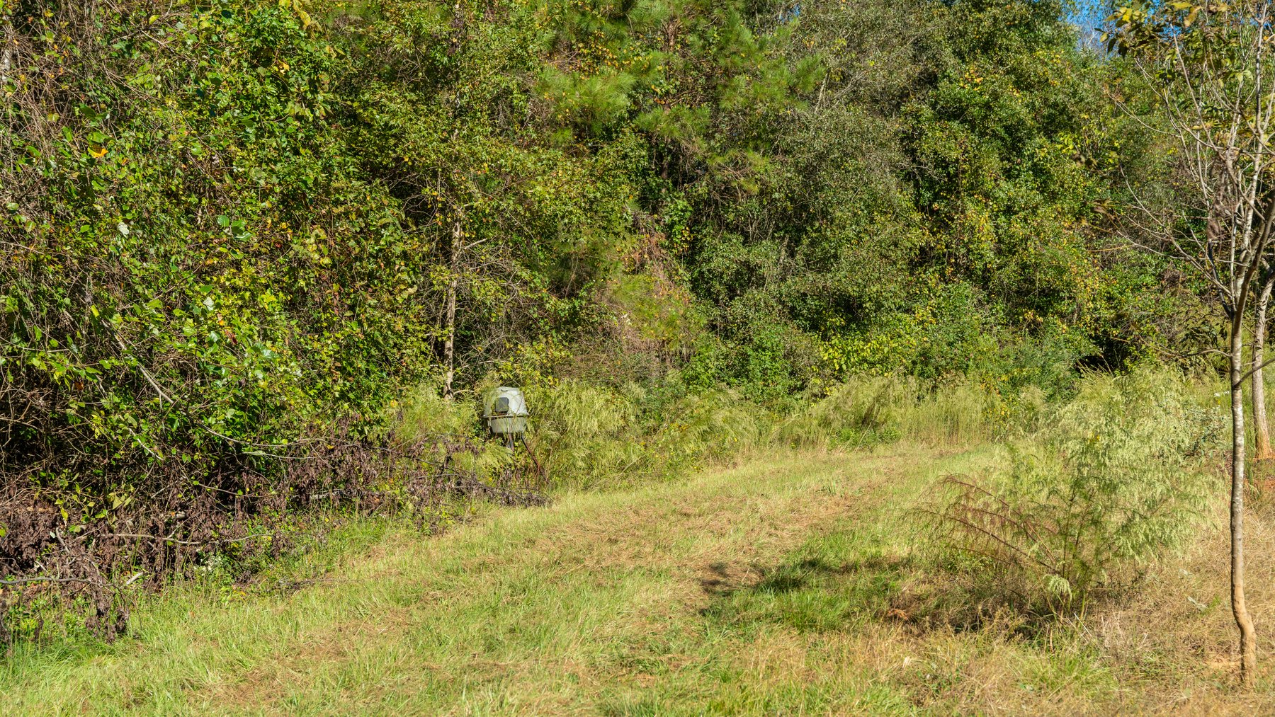 Image for 170+/- Acres - Musgrove Estate - Turn-Key Pecan Operation - Sportsman's Paradise