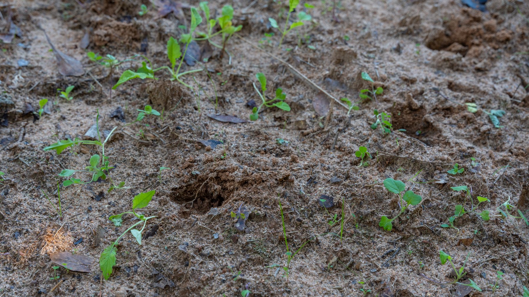 Image for 170+/- Acres - Musgrove Estate - Turn-Key Pecan Operation - Sportsman's Paradise