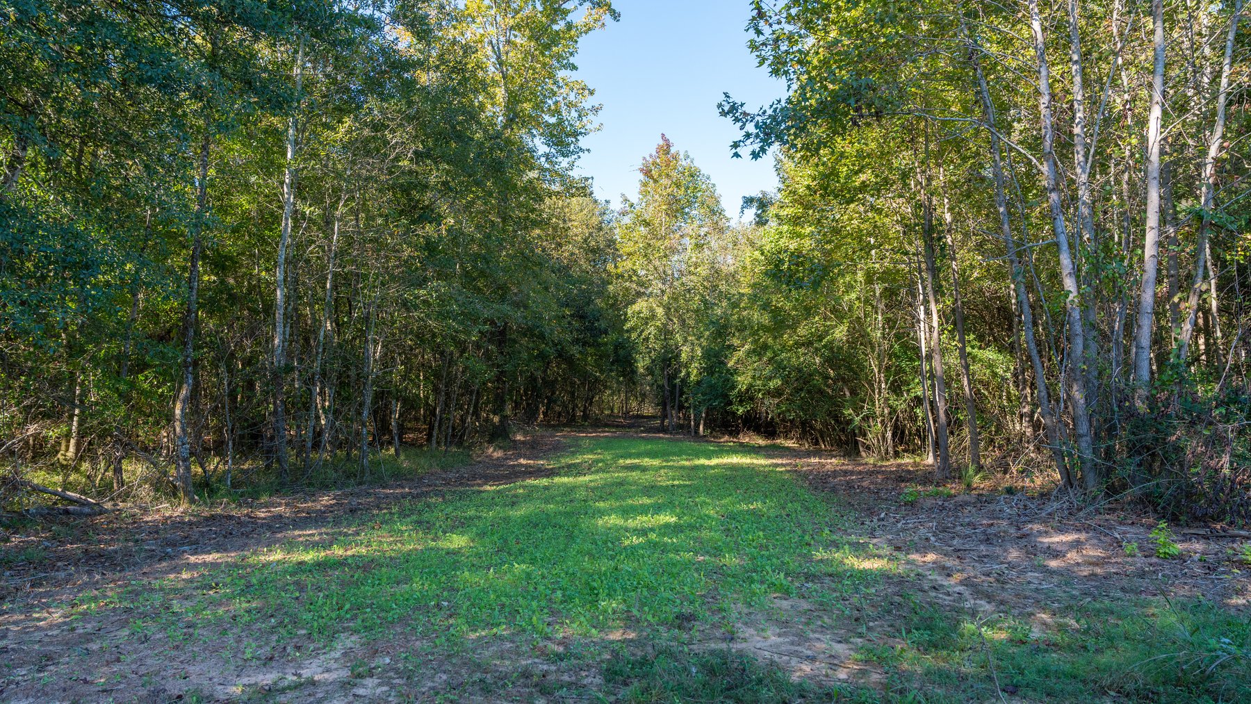 Image for 170+/- Acres - Musgrove Estate - Turn-Key Pecan Operation - Sportsman's Paradise