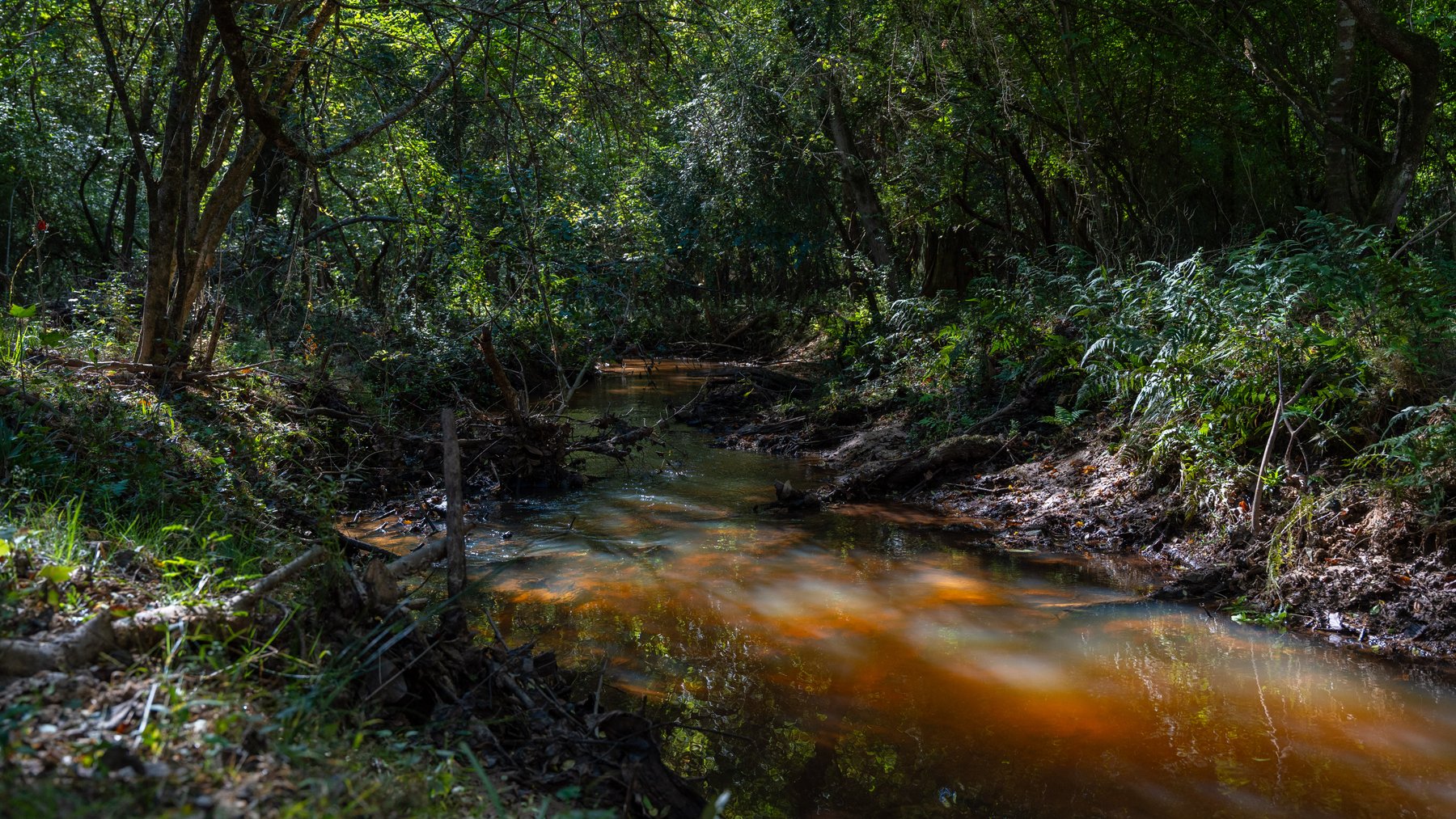 Image for 170+/- Acres - Musgrove Estate - Turn-Key Pecan Operation - Sportsman's Paradise