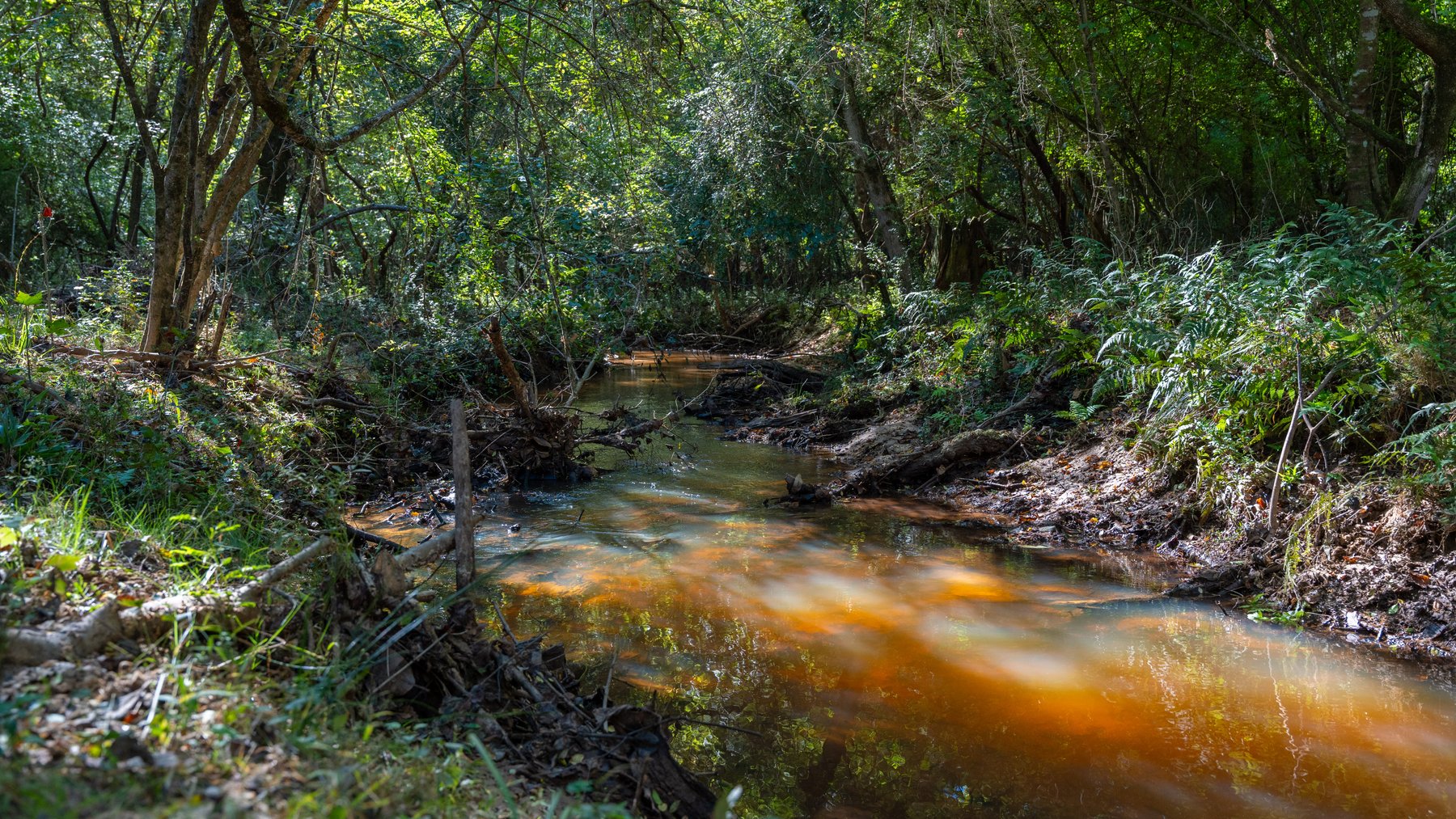 Image for 170+/- Acres - Musgrove Estate - Turn-Key Pecan Operation - Sportsman's Paradise