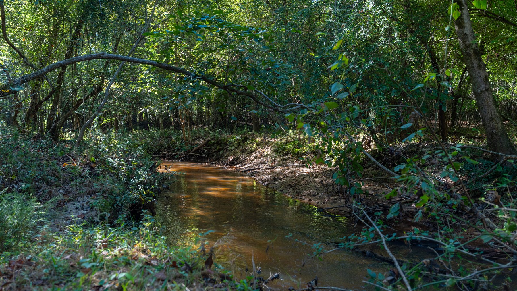 Image for 170+/- Acres - Musgrove Estate - Turn-Key Pecan Operation - Sportsman's Paradise