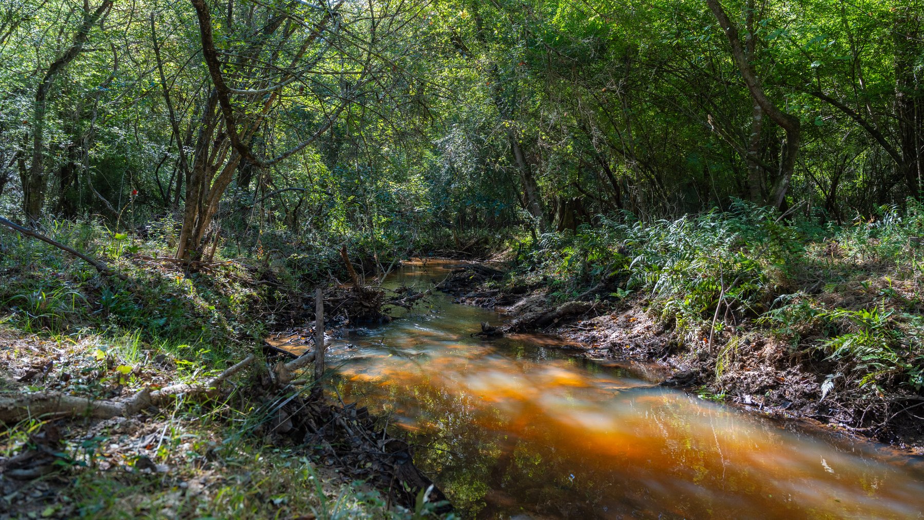 Image for 170+/- Acres - Musgrove Estate - Turn-Key Pecan Operation - Sportsman's Paradise