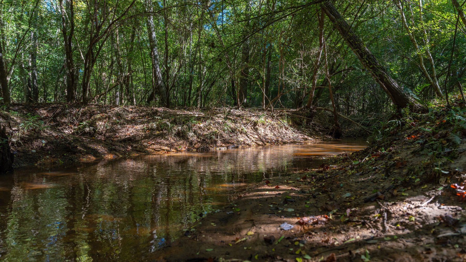 Image for 170+/- Acres - Musgrove Estate - Turn-Key Pecan Operation - Sportsman's Paradise