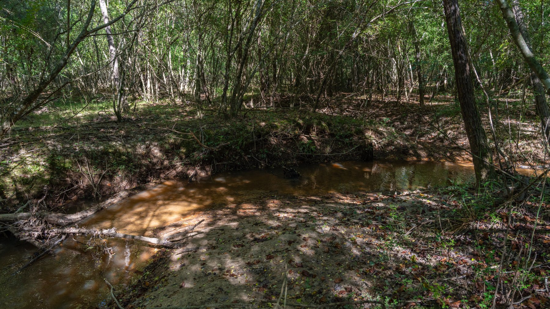 Image for 170+/- Acres - Musgrove Estate - Turn-Key Pecan Operation - Sportsman's Paradise