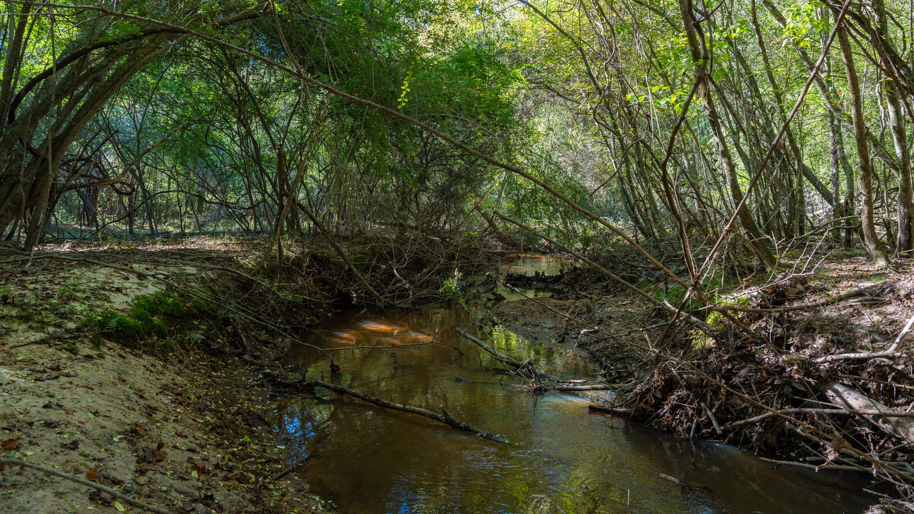 Image for 170+/- Acres - Musgrove Estate - Turn-Key Pecan Operation - Sportsman's Paradise