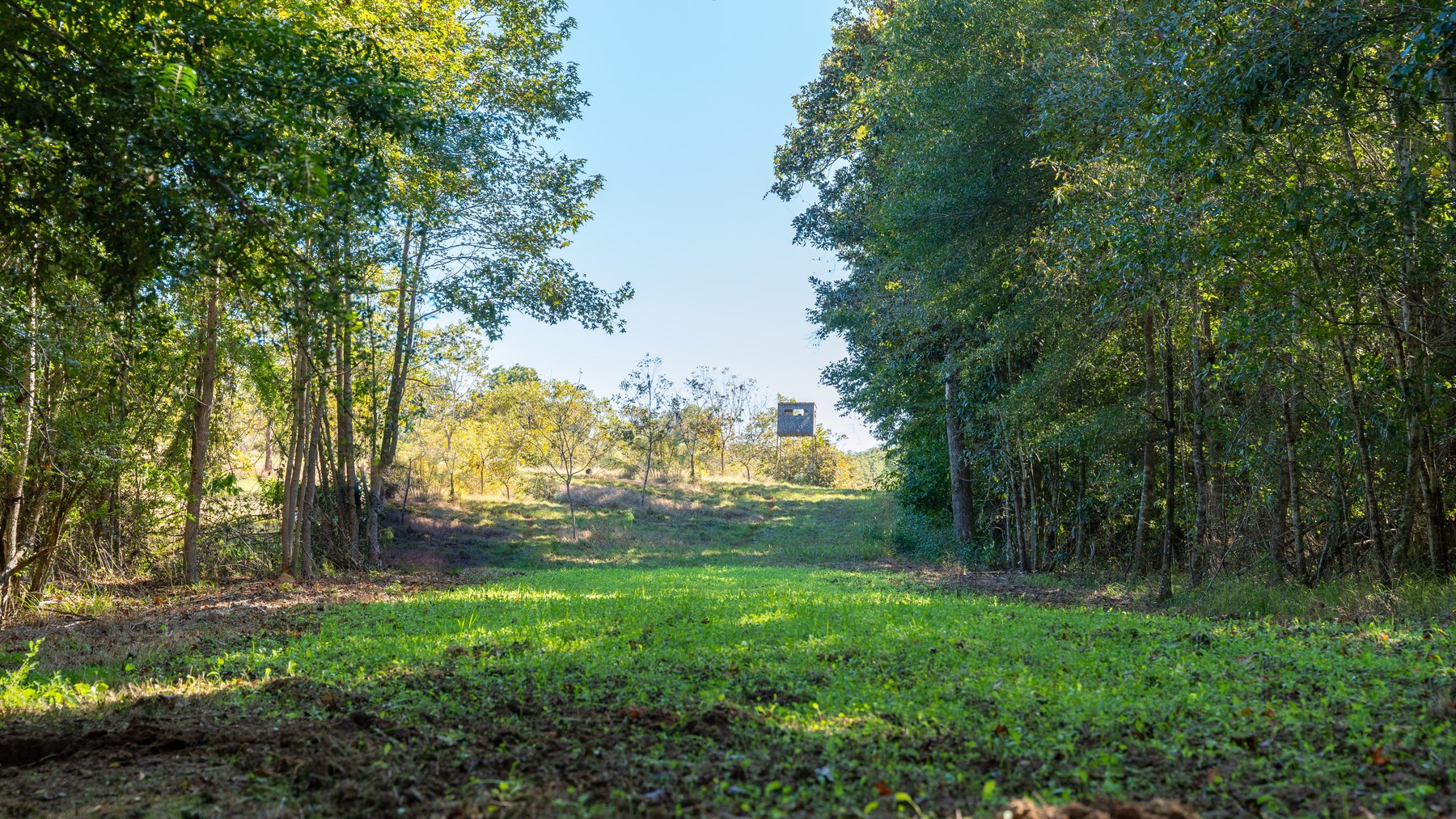 Image for 170+/- Acres - Musgrove Estate - Turn-Key Pecan Operation - Sportsman's Paradise