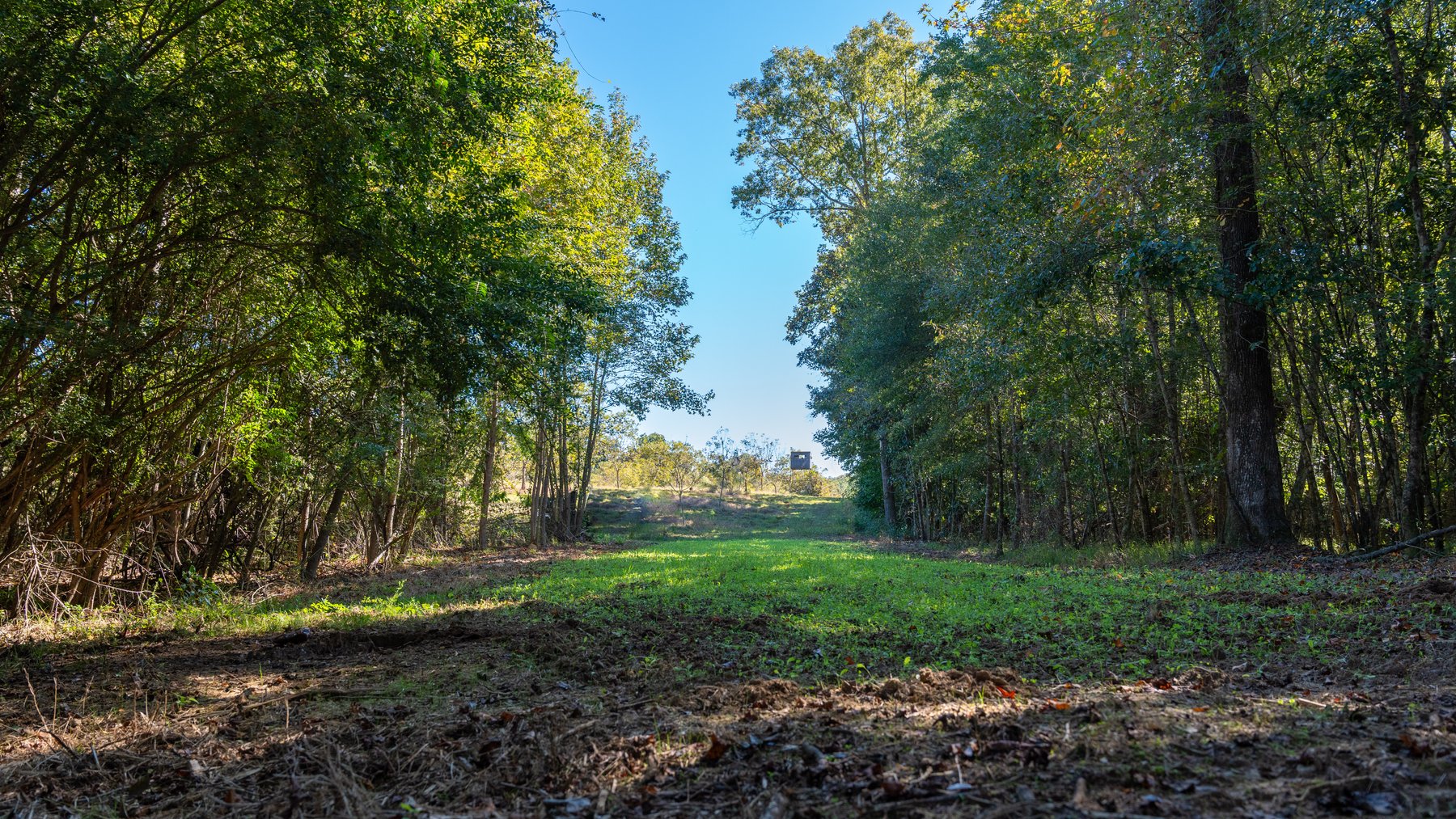 Image for 170+/- Acres - Musgrove Estate - Turn-Key Pecan Operation - Sportsman's Paradise
