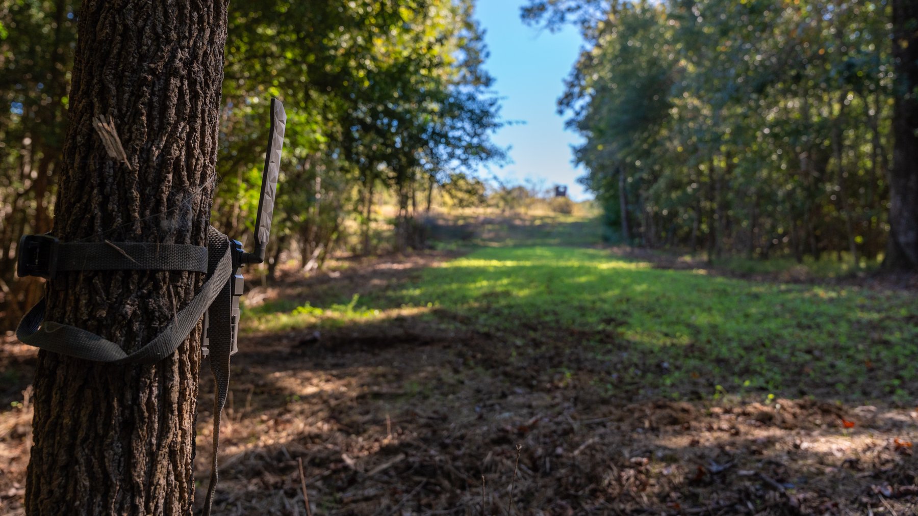 Image for 170+/- Acres - Musgrove Estate - Turn-Key Pecan Operation - Sportsman's Paradise