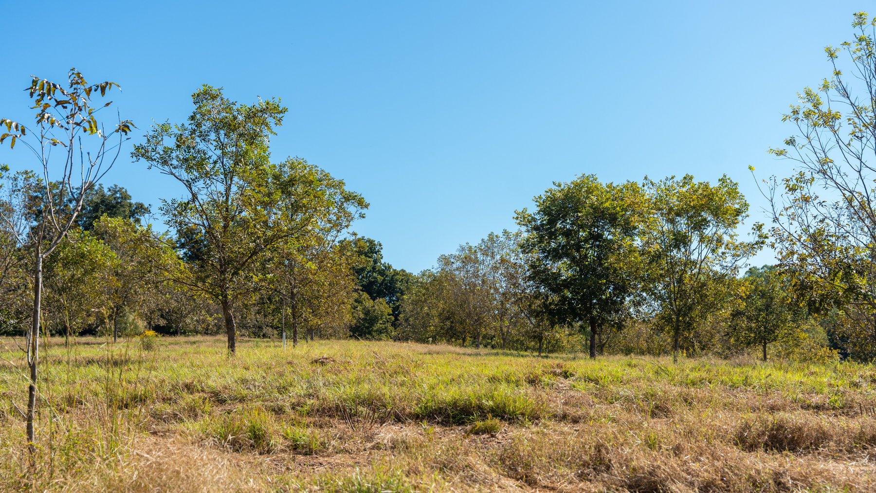 Image for 170+/- Acres - Musgrove Estate - Turn-Key Pecan Operation - Sportsman's Paradise