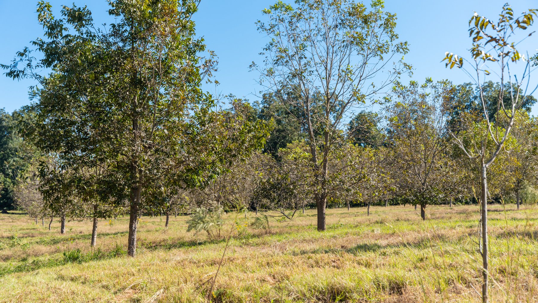 Image for 170+/- Acres - Musgrove Estate - Turn-Key Pecan Operation - Sportsman's Paradise