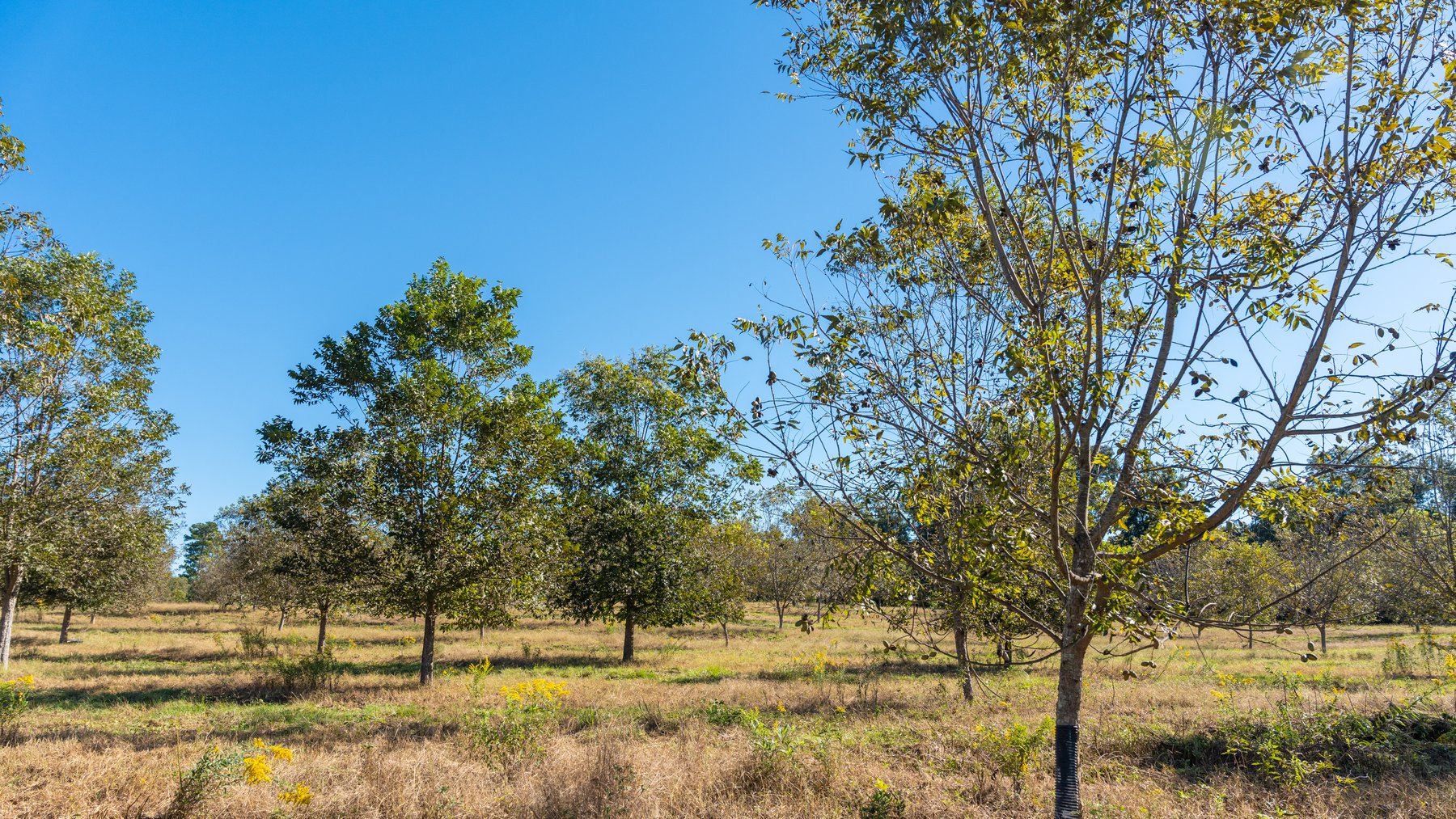 Image for 170+/- Acres - Musgrove Estate - Turn-Key Pecan Operation - Sportsman's Paradise