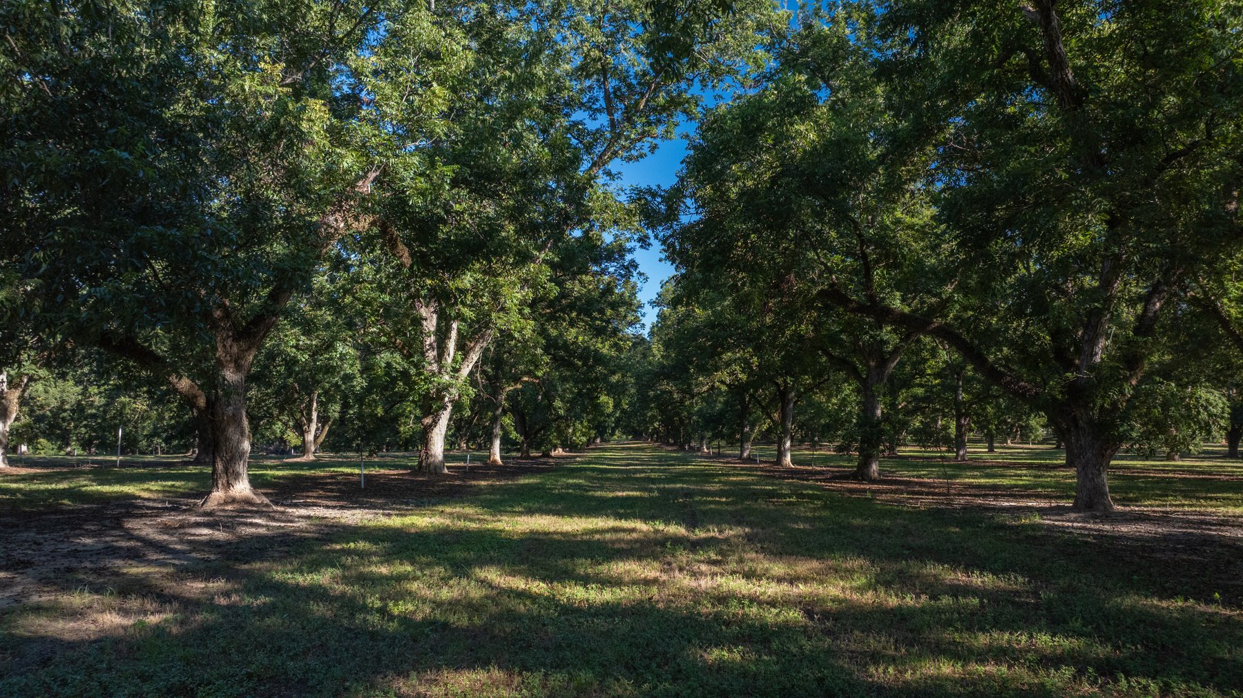 Image for 170+/- Acres - Musgrove Estate - Turn-Key Pecan Operation - Sportsman's Paradise