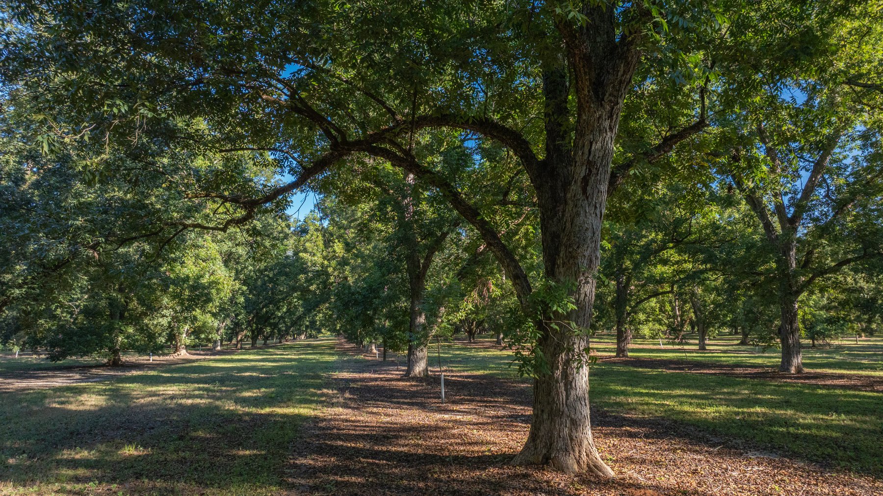Image for 170+/- Acres - Musgrove Estate - Turn-Key Pecan Operation - Sportsman's Paradise