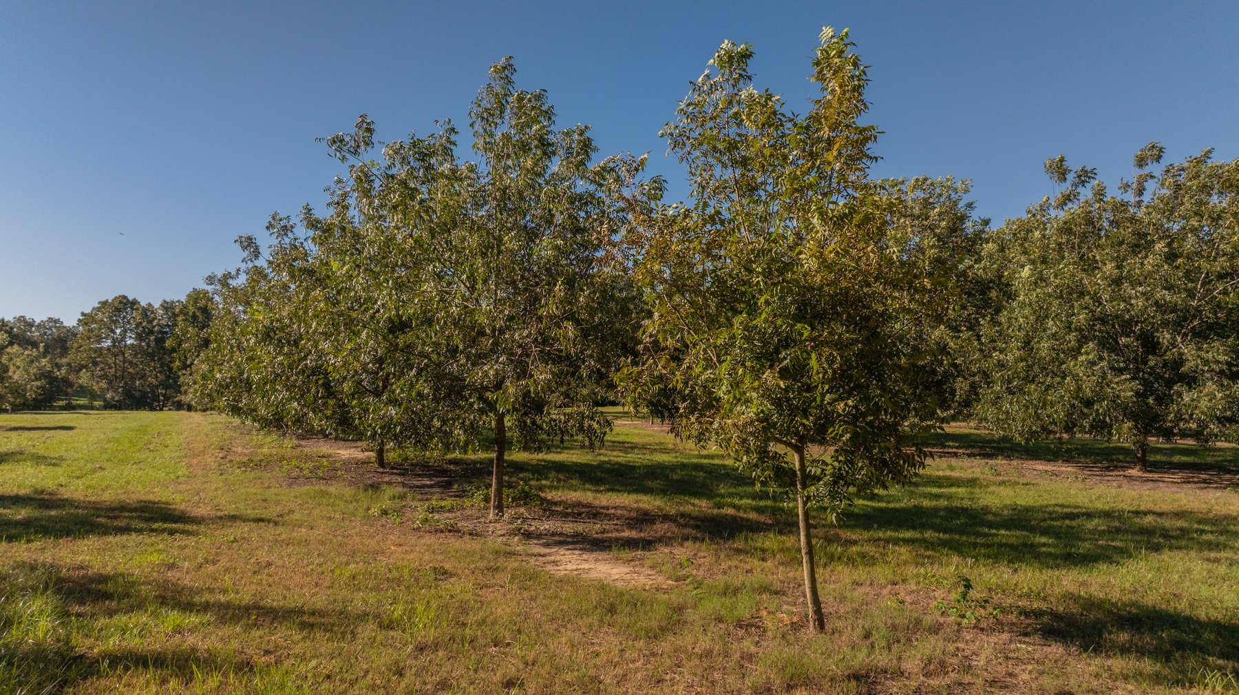 Image for 170+/- Acres - Musgrove Estate - Turn-Key Pecan Operation - Sportsman's Paradise