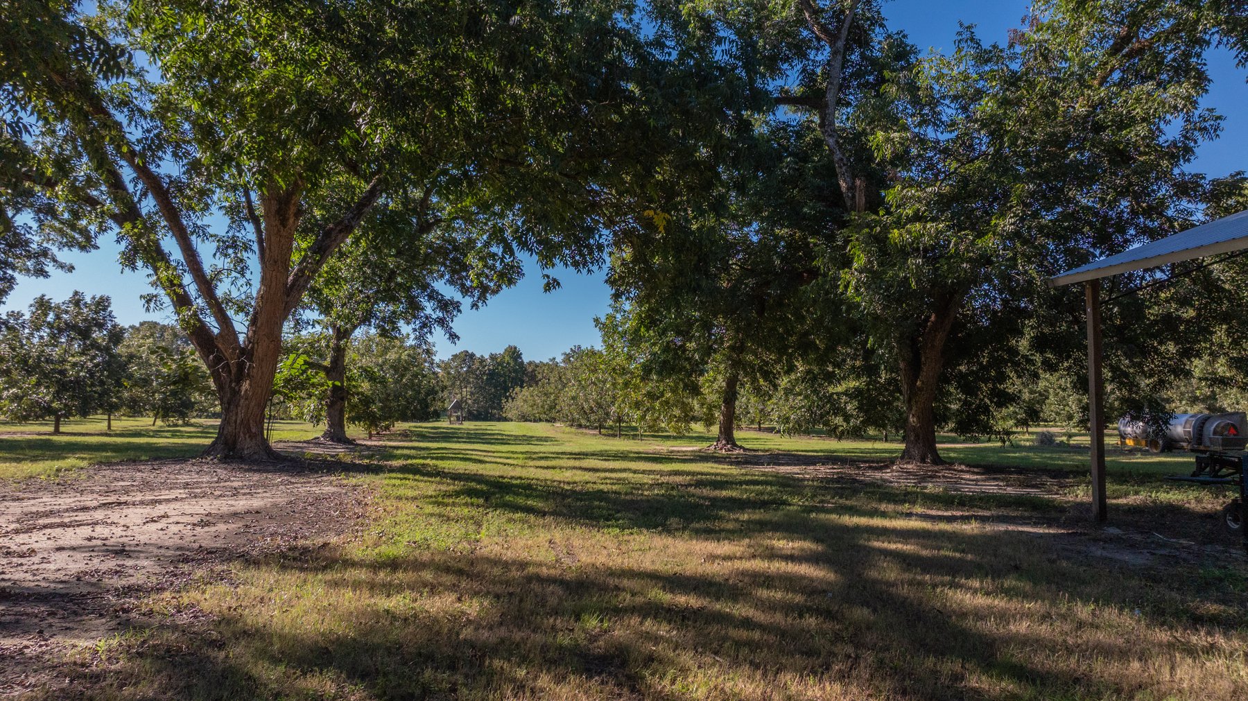 Image for 170+/- Acres - Musgrove Estate - Turn-Key Pecan Operation - Sportsman's Paradise