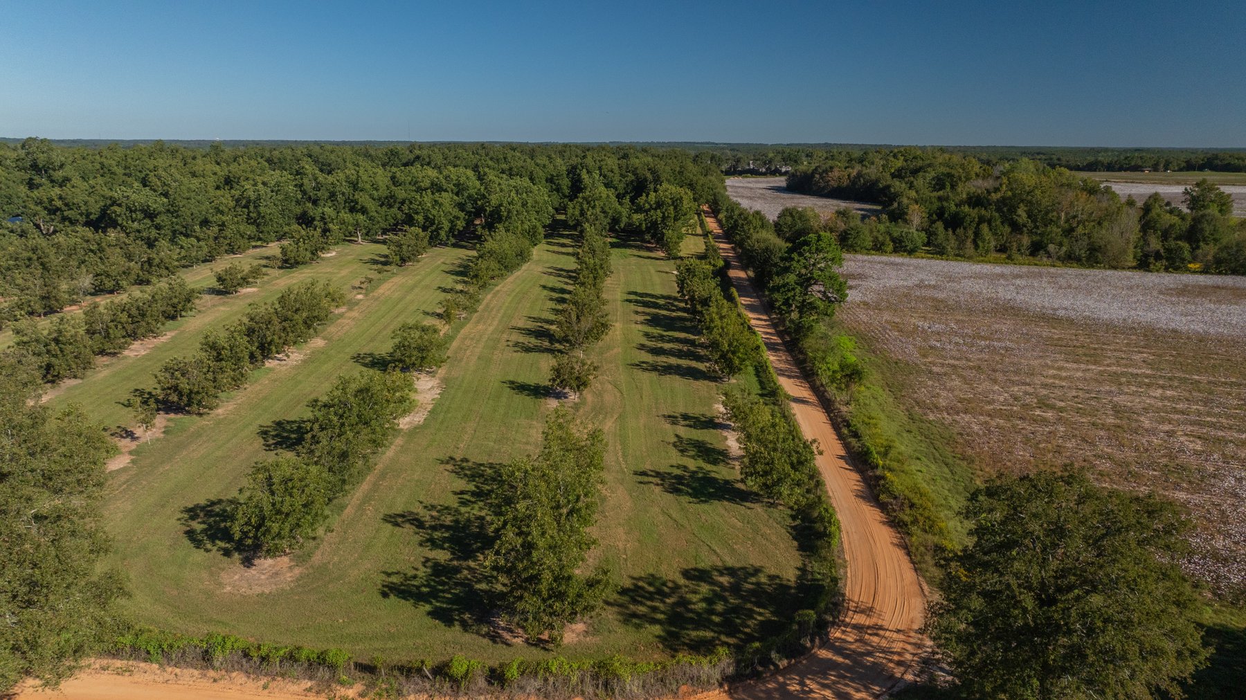 Image for 170+/- Acres - Musgrove Estate - Turn-Key Pecan Operation - Sportsman's Paradise