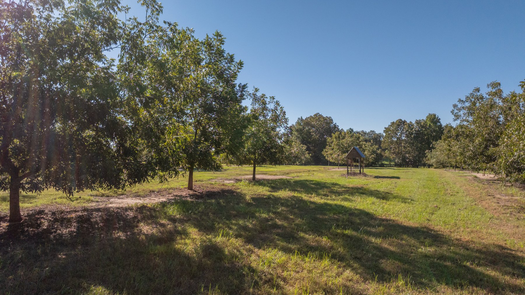 Image for 170+/- Acres - Musgrove Estate - Turn-Key Pecan Operation - Sportsman's Paradise