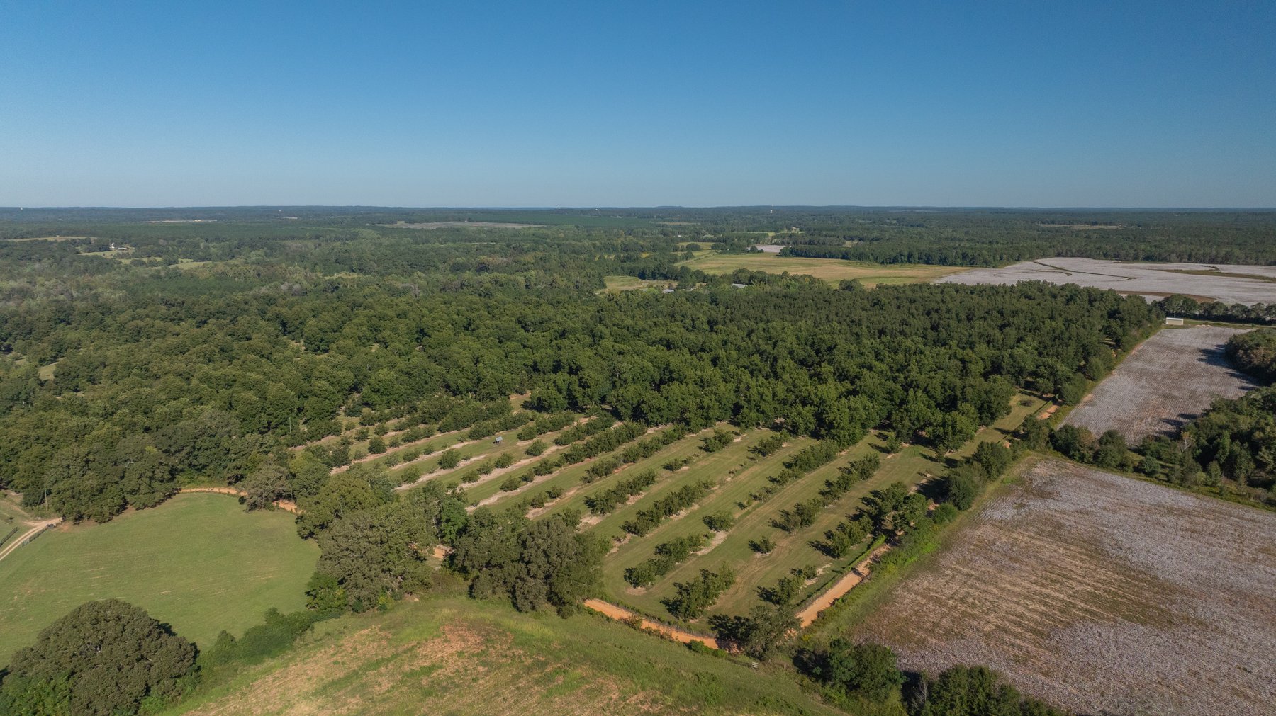 Image for 170+/- Acres - Musgrove Estate - Turn-Key Pecan Operation - Sportsman's Paradise
