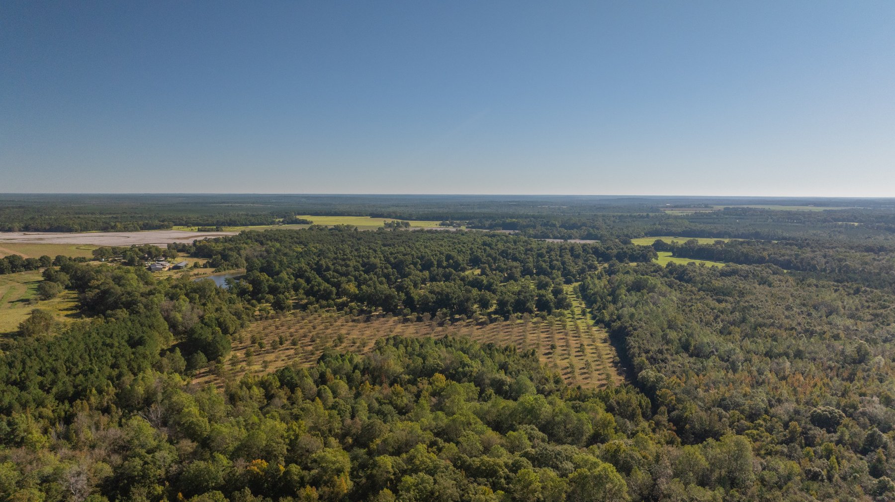 Image for 170+/- Acres - Musgrove Estate - Turn-Key Pecan Operation - Sportsman's Paradise