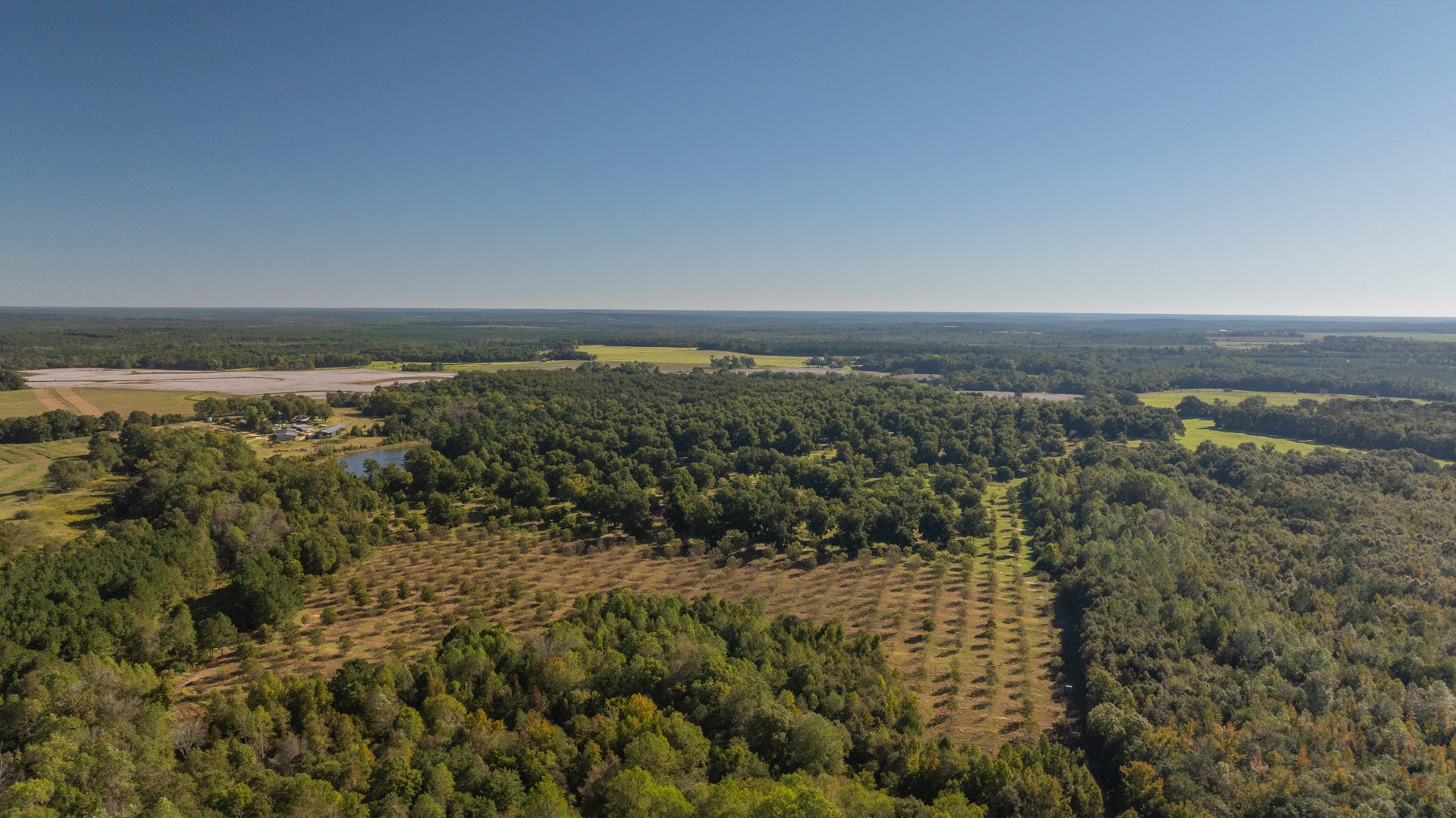 Image for 170+/- Acres - Musgrove Estate - Turn-Key Pecan Operation - Sportsman's Paradise