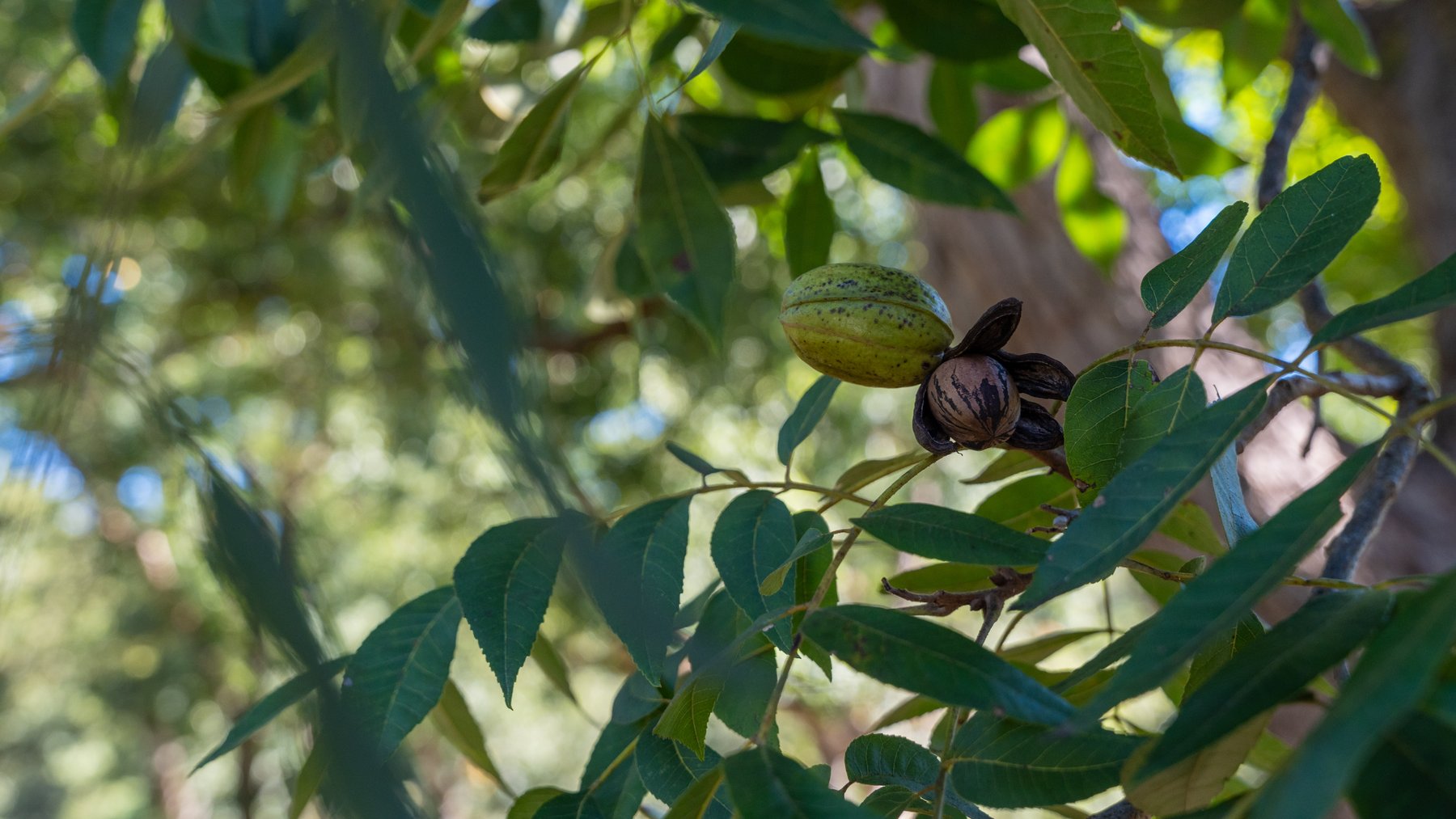 Image for 170+/- Acres - Musgrove Estate - Turn-Key Pecan Operation - Sportsman's Paradise