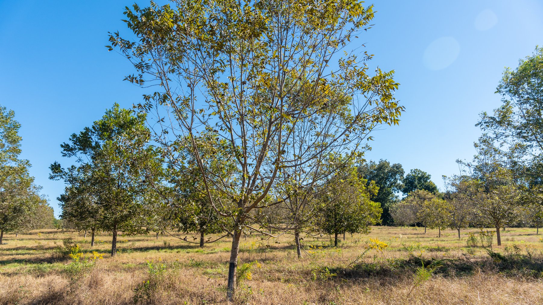 Image for 170+/- Acres - Musgrove Estate - Turn-Key Pecan Operation - Sportsman's Paradise