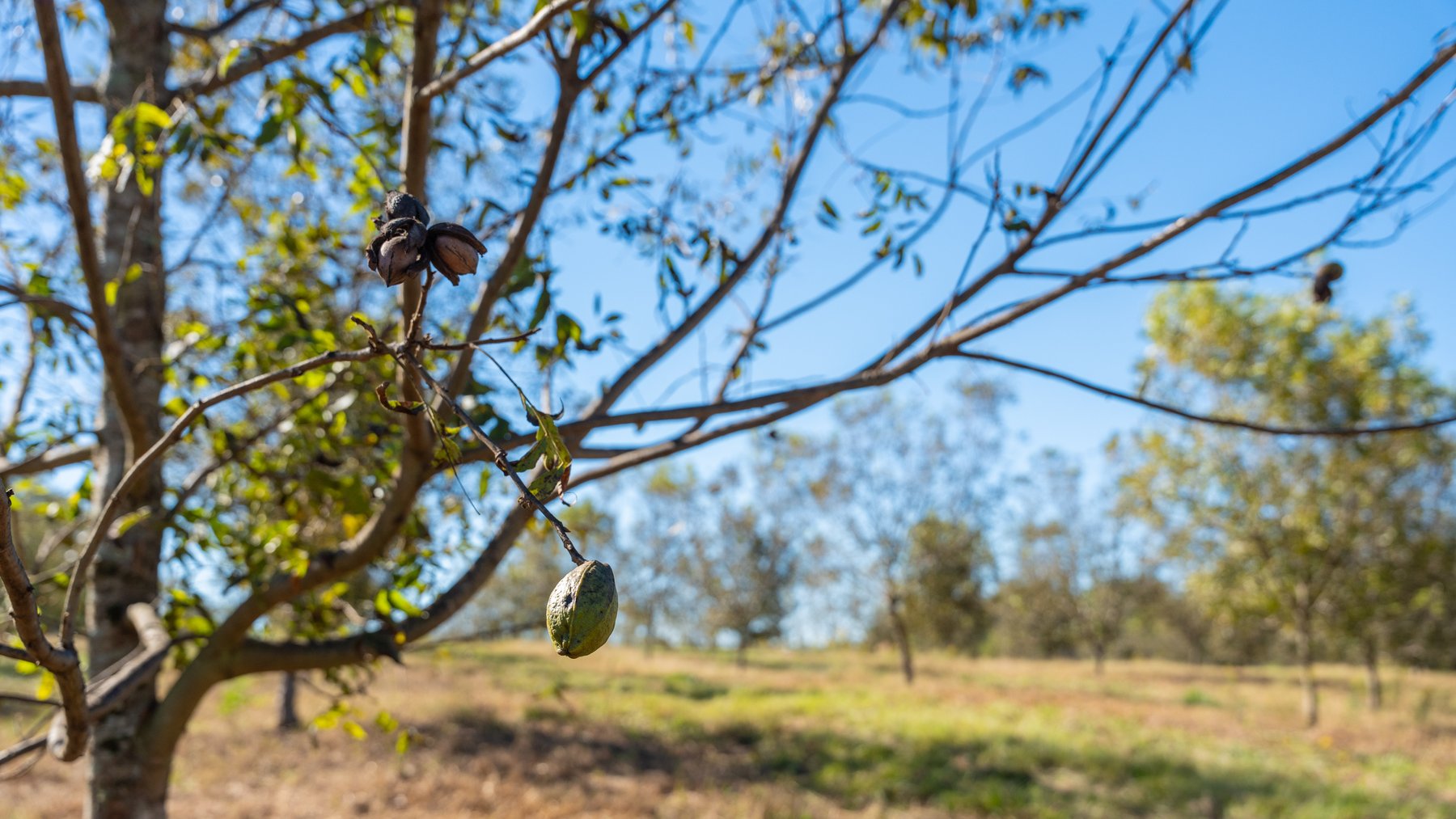 Image for 170+/- Acres - Musgrove Estate - Turn-Key Pecan Operation - Sportsman's Paradise