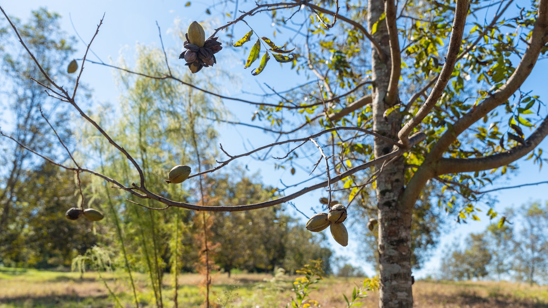 Image for 170+/- Acres - Musgrove Estate - Turn-Key Pecan Operation - Sportsman's Paradise