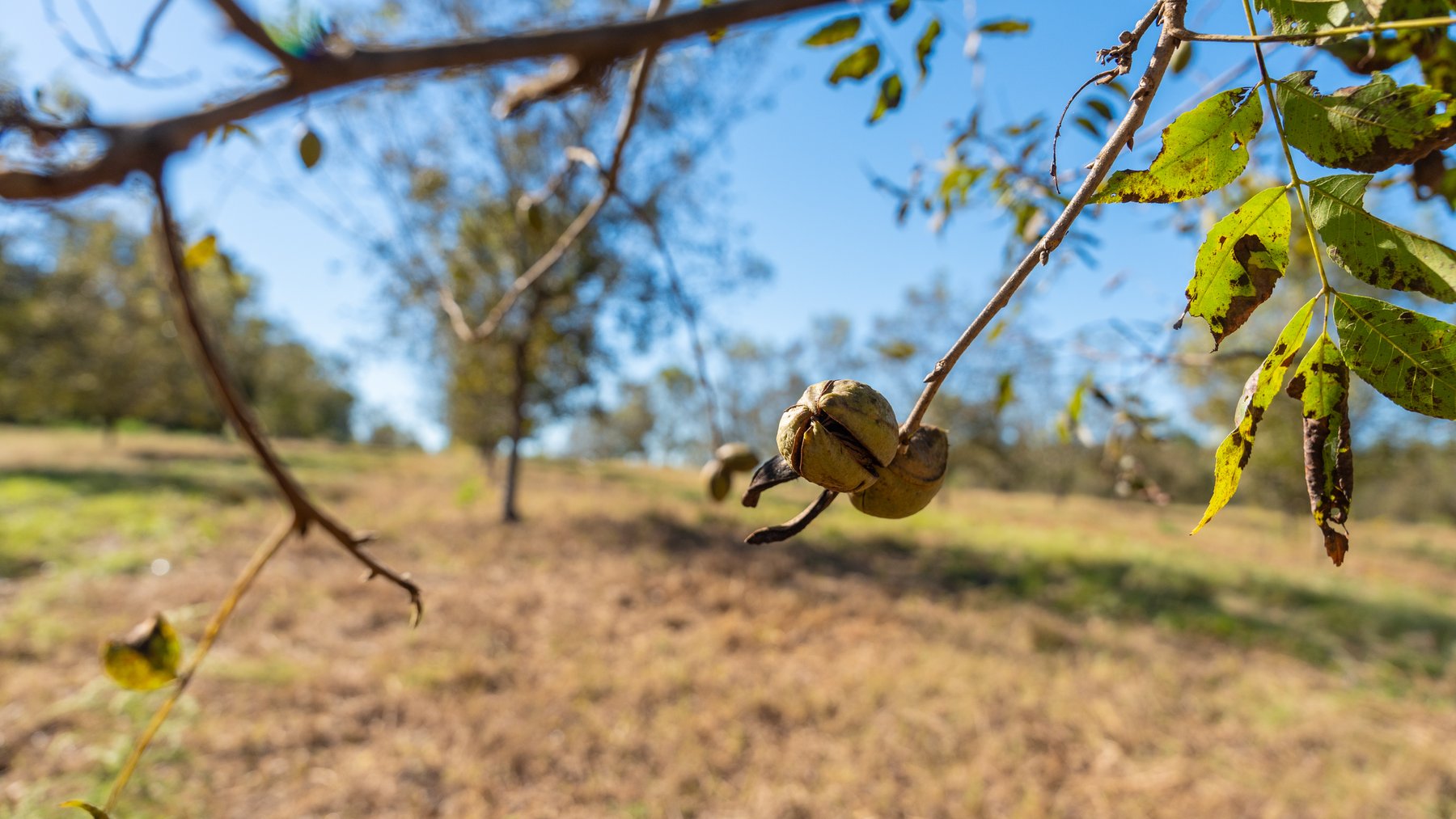 Image for 170+/- Acres - Musgrove Estate - Turn-Key Pecan Operation - Sportsman's Paradise