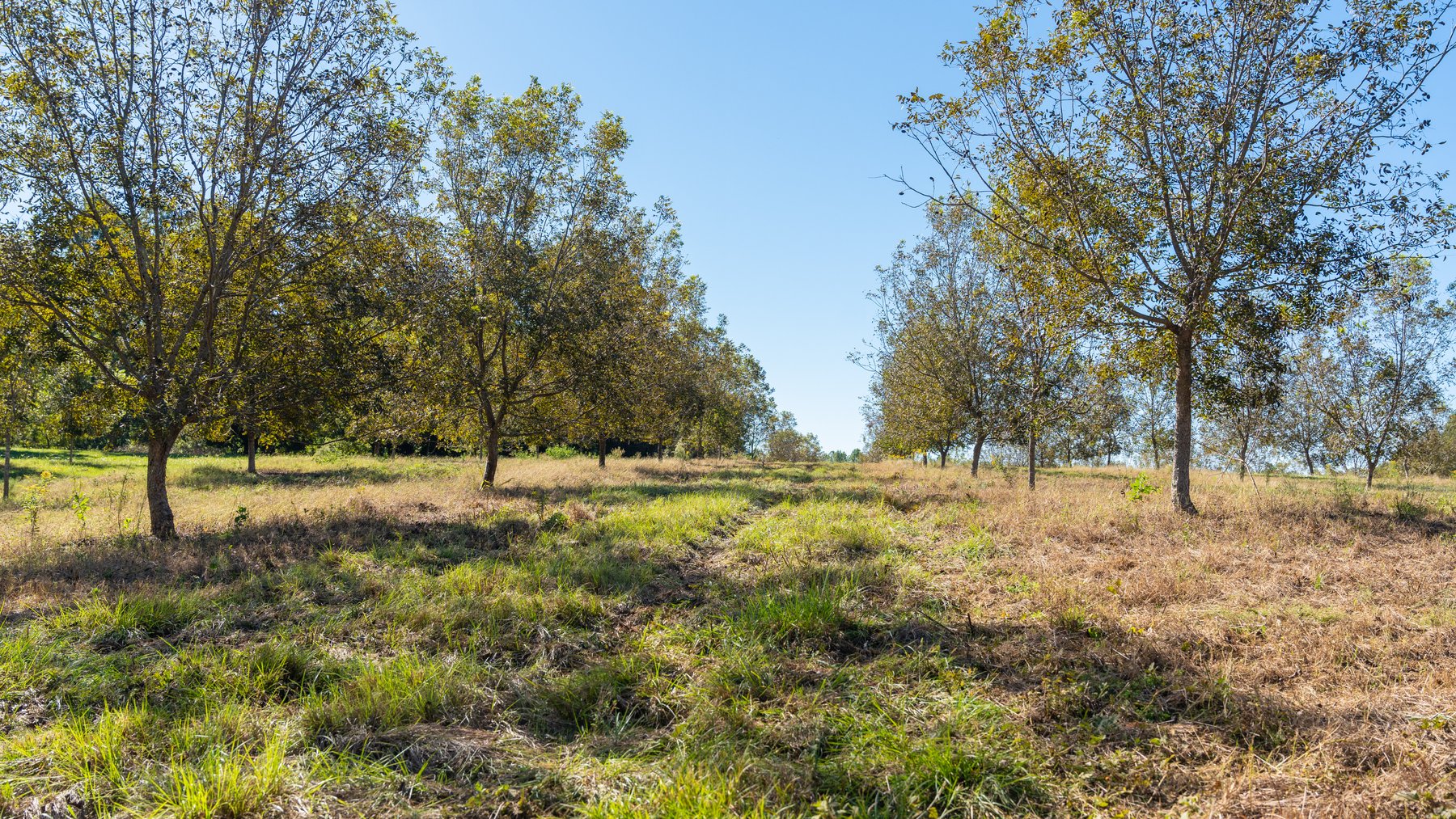 Image for 170+/- Acres - Musgrove Estate - Turn-Key Pecan Operation - Sportsman's Paradise