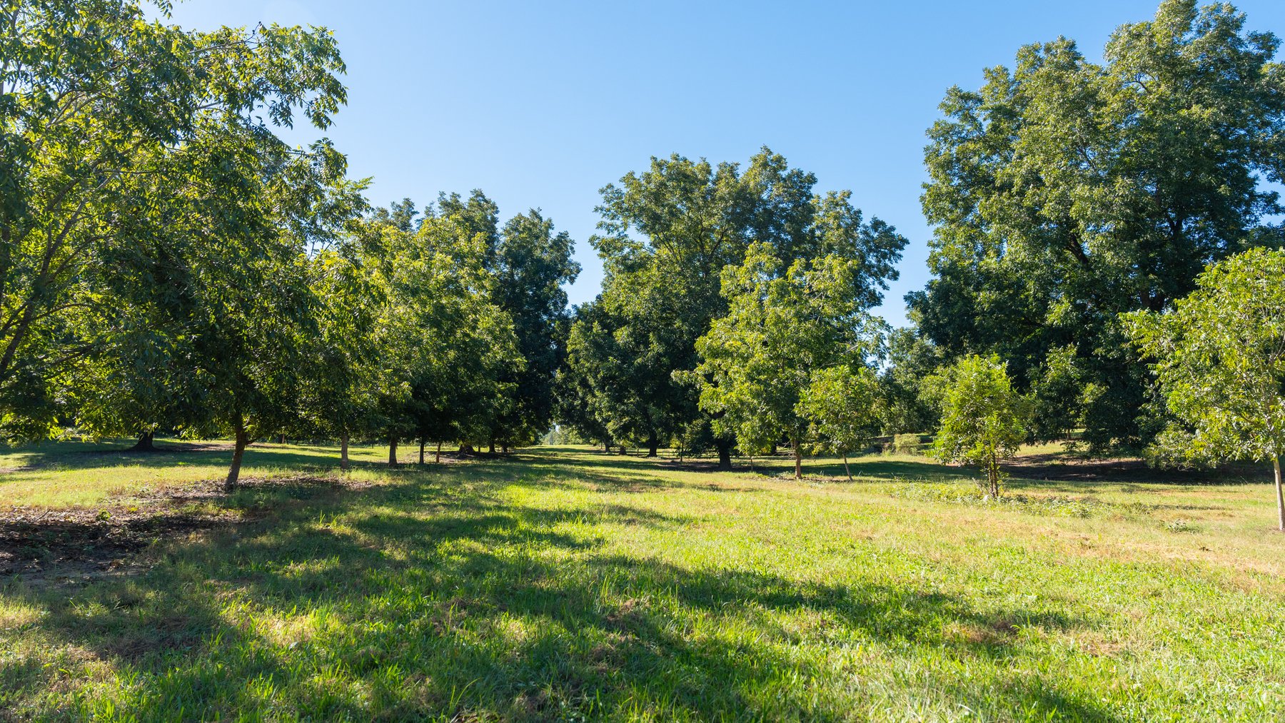 Image for 170+/- Acres - Musgrove Estate - Turn-Key Pecan Operation - Sportsman's Paradise
