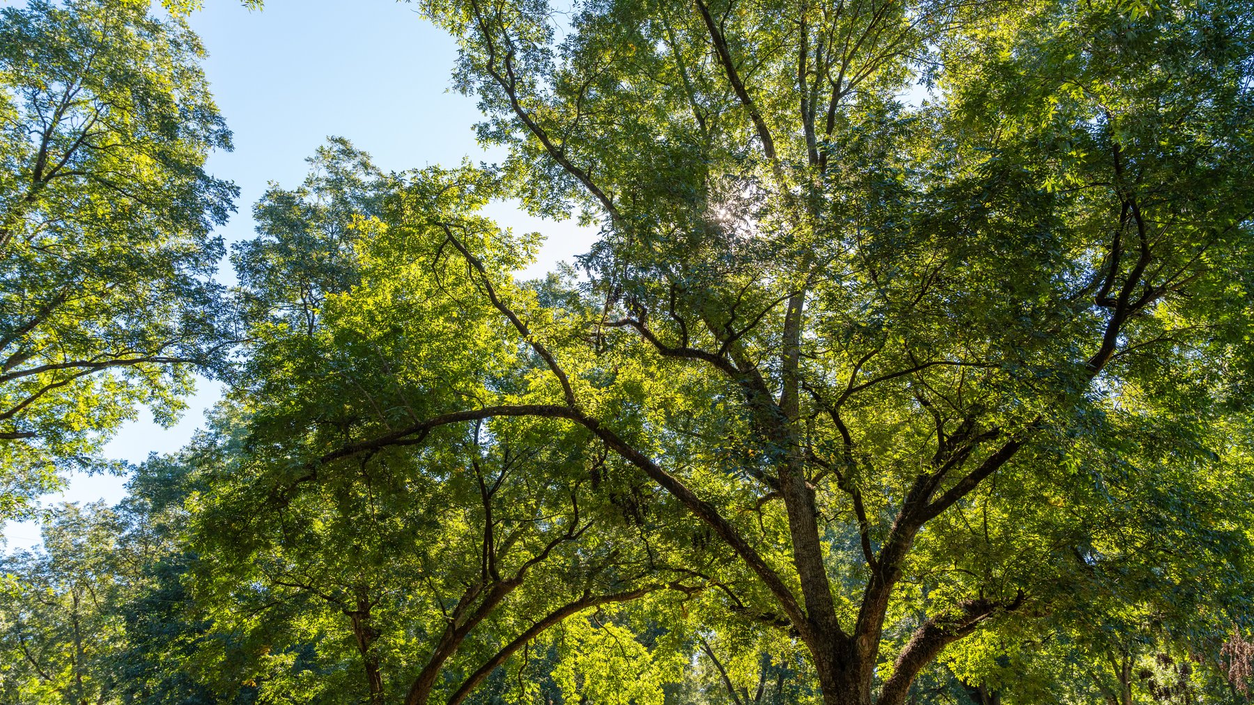 Image for 170+/- Acres - Musgrove Estate - Turn-Key Pecan Operation - Sportsman's Paradise