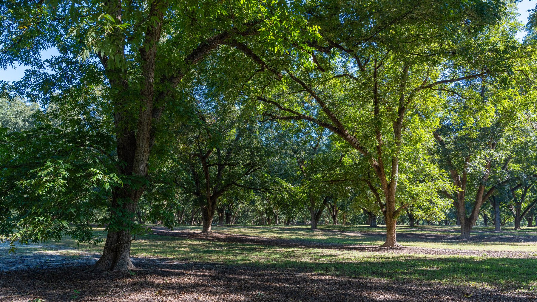 Image for 170+/- Acres - Musgrove Estate - Turn-Key Pecan Operation - Sportsman's Paradise