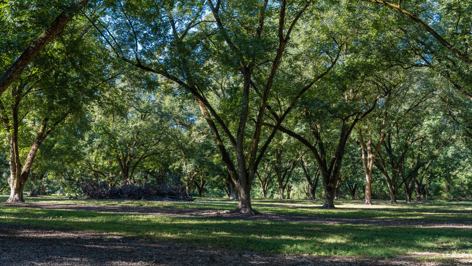 Image for 170+/- Acres - Musgrove Estate - Turn-Key Pecan Operation - Sportsman's Paradise