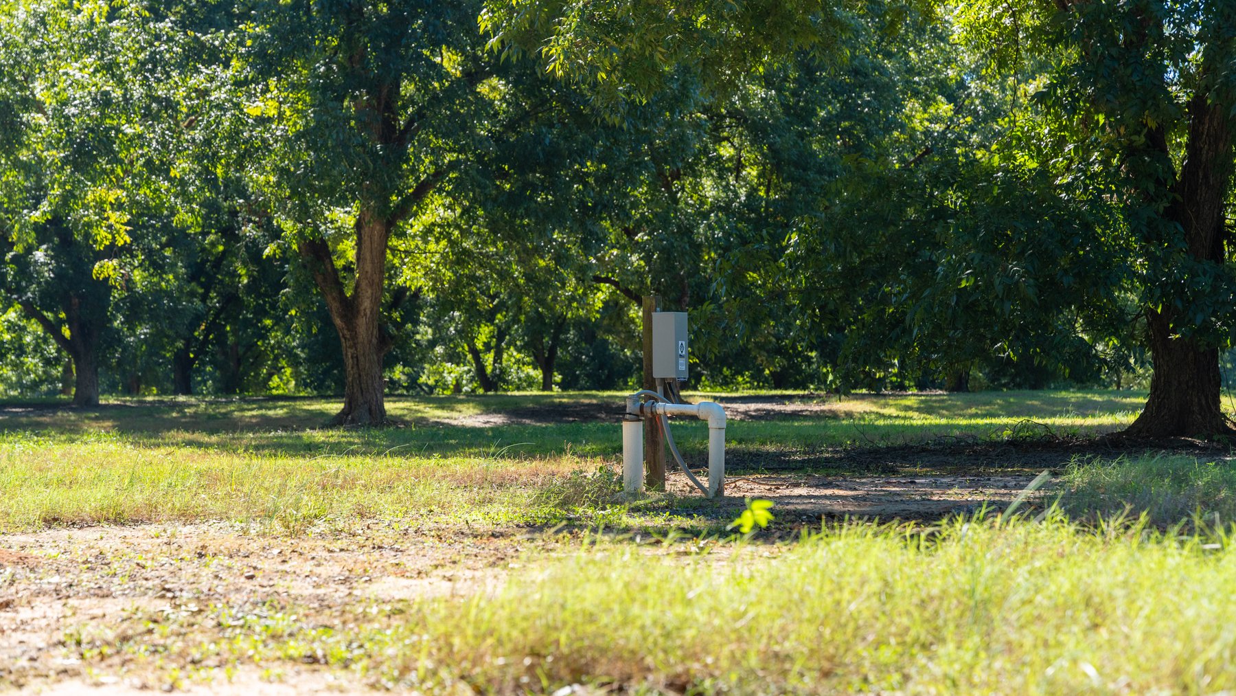 Image for 170+/- Acres - Musgrove Estate - Turn-Key Pecan Operation - Sportsman's Paradise