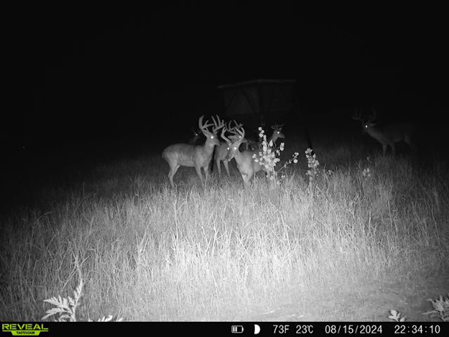 Image for M7 Muckalee Creek Farms - 235.57 +/- Total Acres  - Turn-Key Sportsman’s Retreat