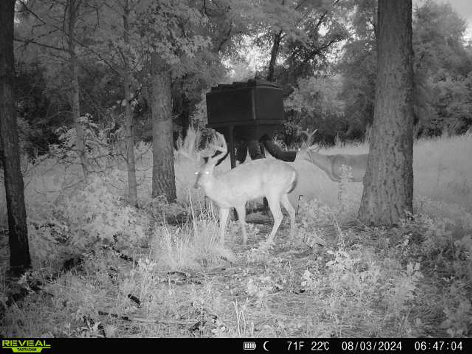 Image for M7 Muckalee Creek Farms - 235.57 +/- Total Acres  - Turn-Key Sportsman’s Retreat