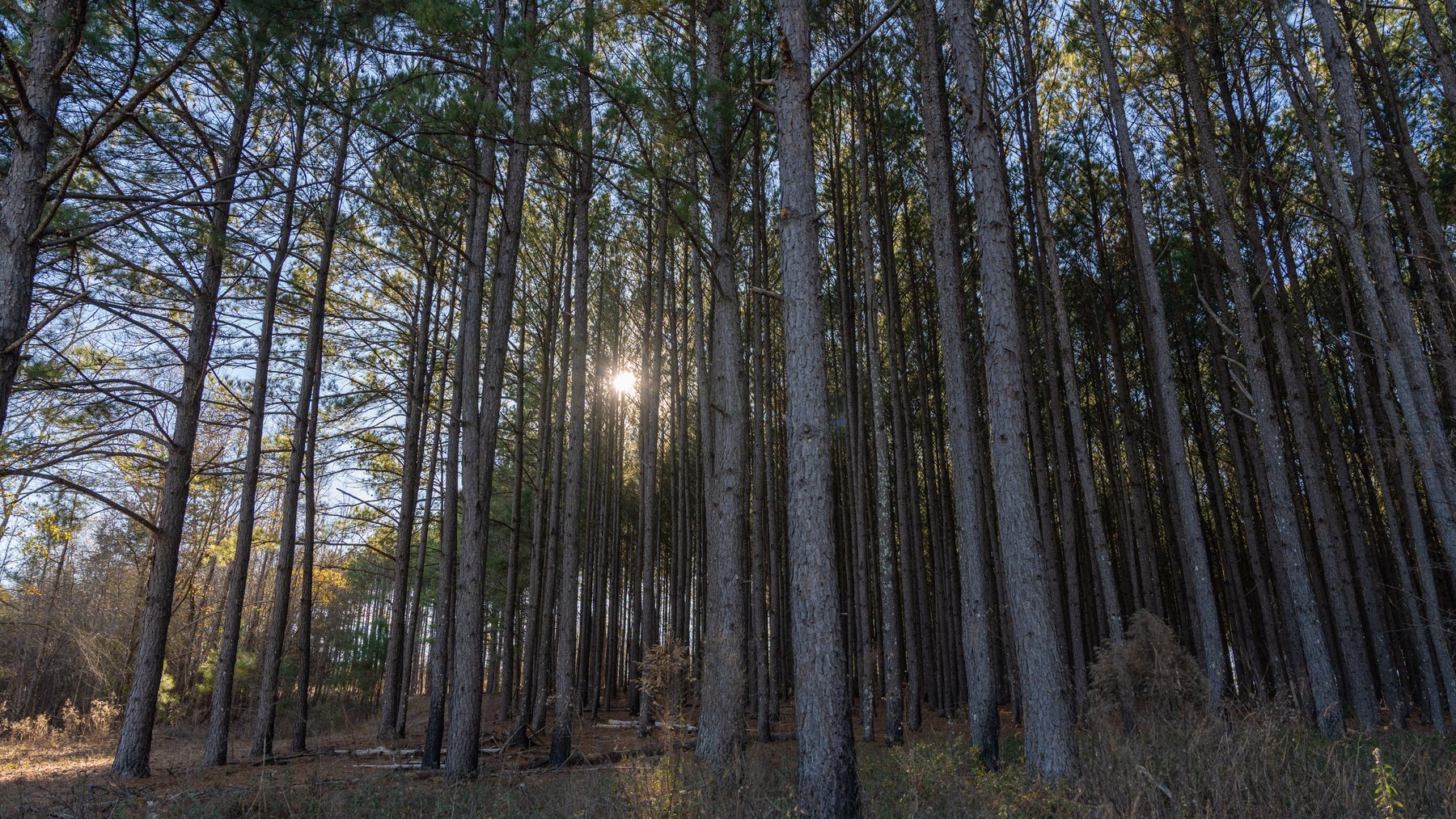 Image for M7 Muckalee Creek Farms - 235.57 +/- Total Acres  - Turn-Key Sportsman’s Retreat