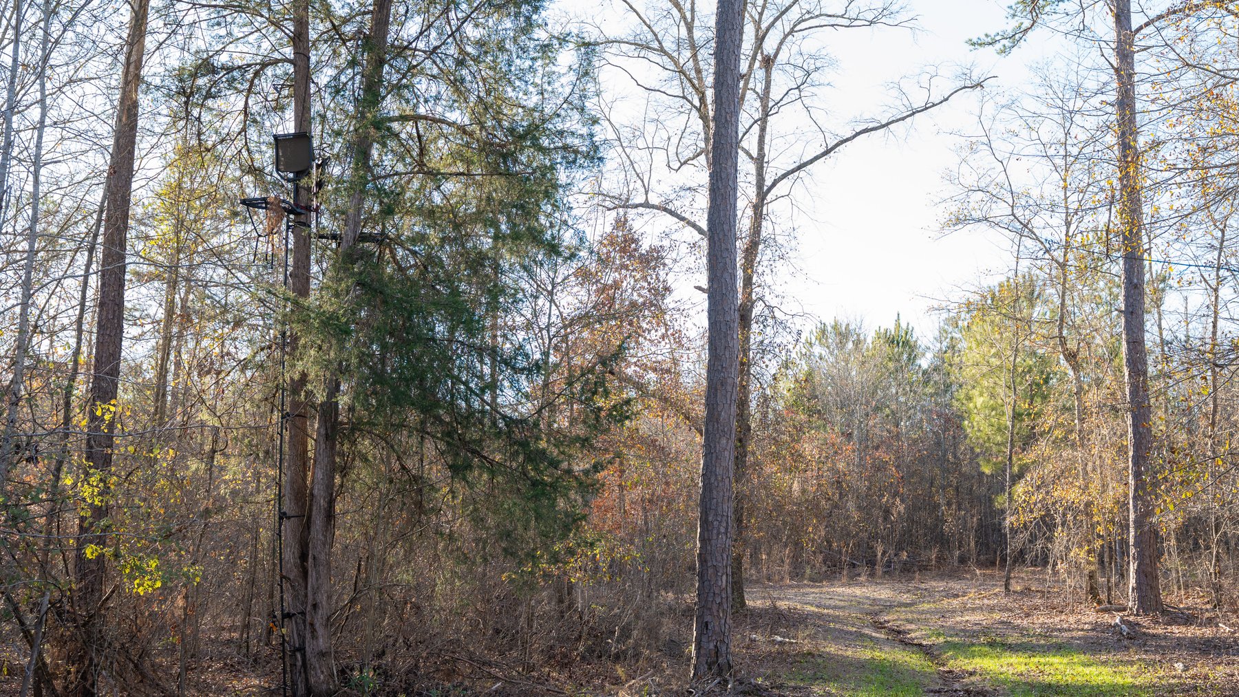 Image for M7 Muckalee Creek Farms - 235.57 +/- Total Acres  - Turn-Key Sportsman’s Retreat