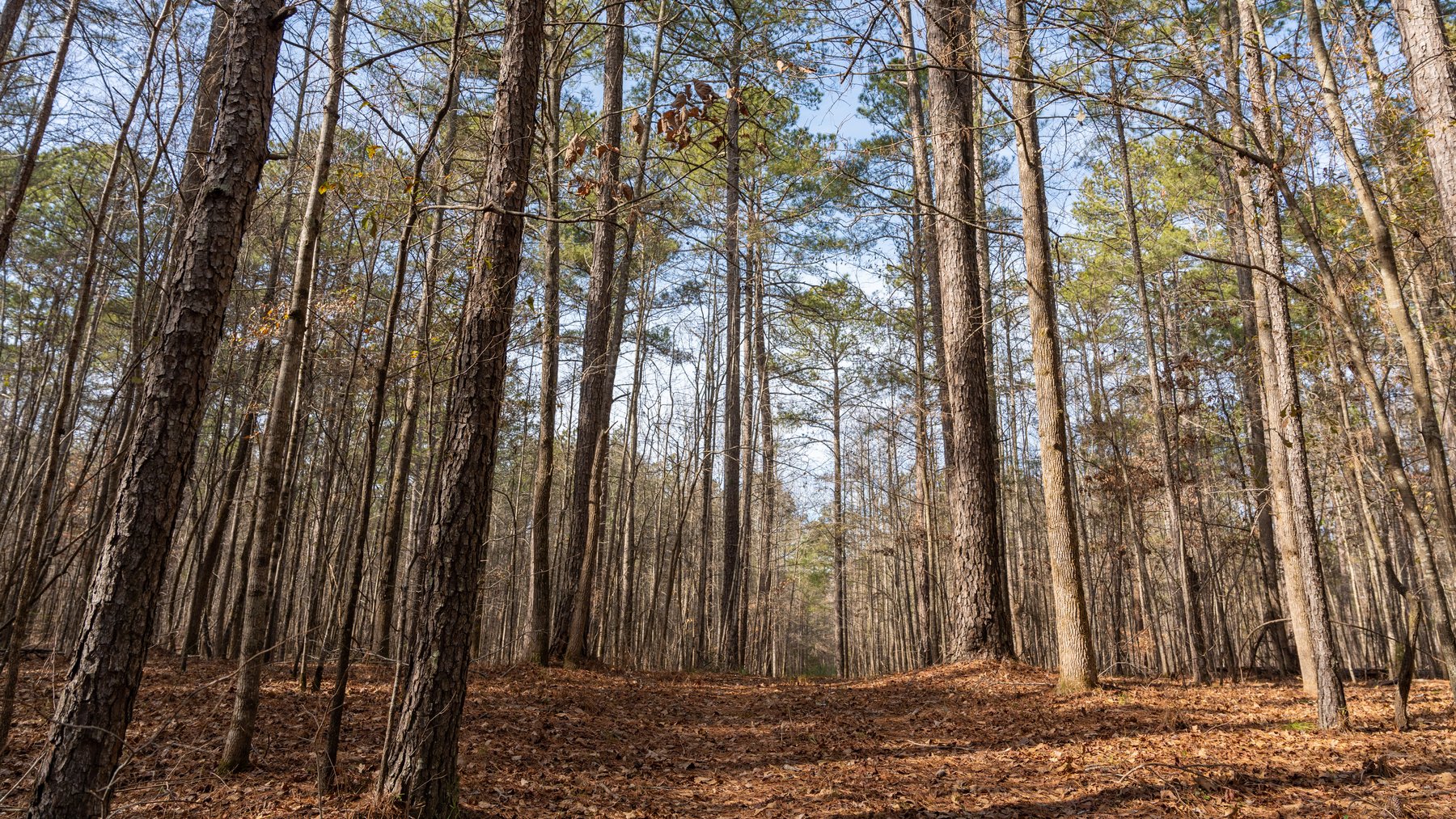 Image for 38.2 +/- Acres - Higgins Curve - Prime Building Lots w/ Recreational Acreage - Offered Divided & As A Whole