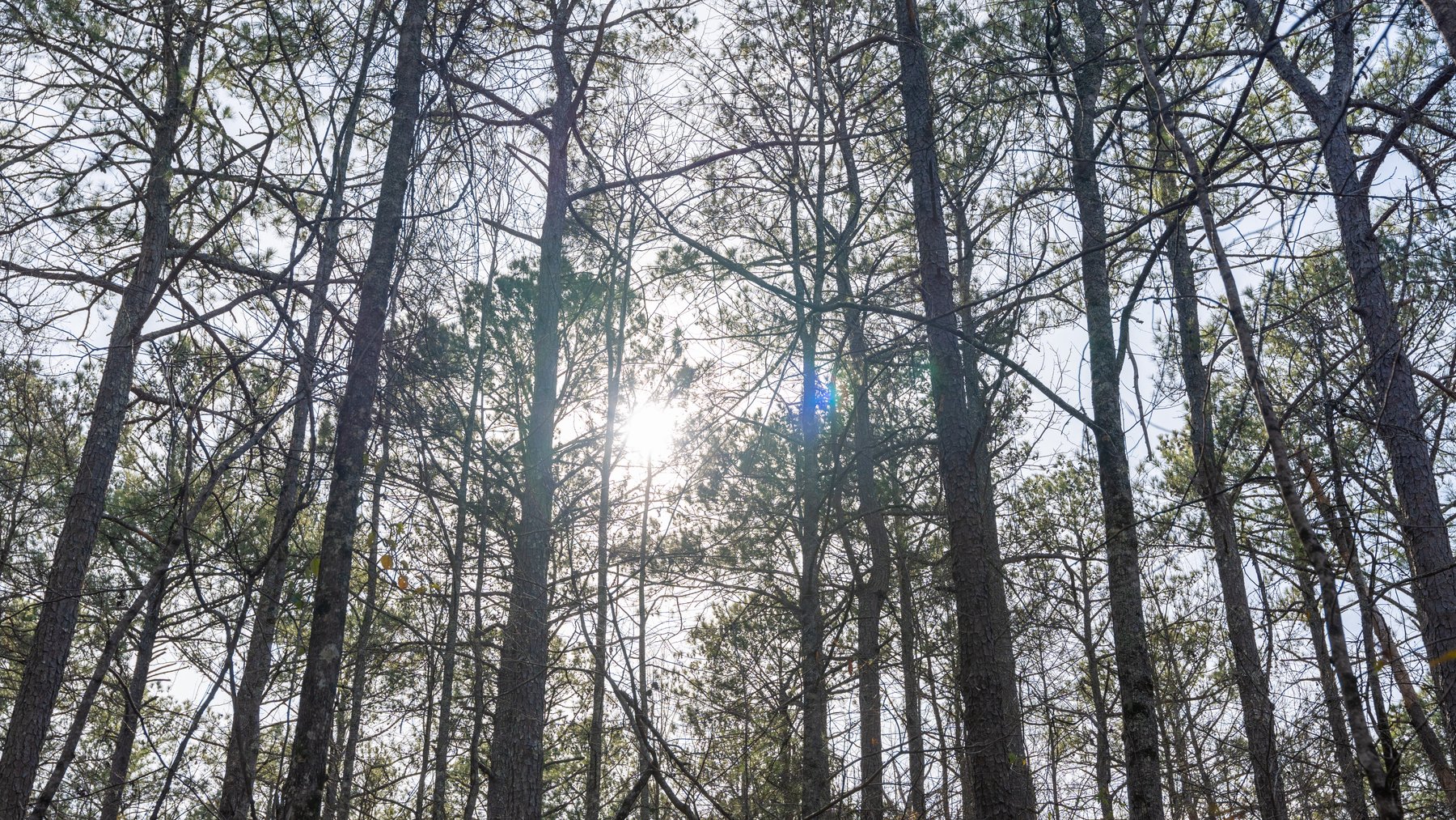 Image for 38.2 +/- Acres - Higgins Curve - Prime Building Lots w/ Recreational Acreage - Offered Divided & As A Whole