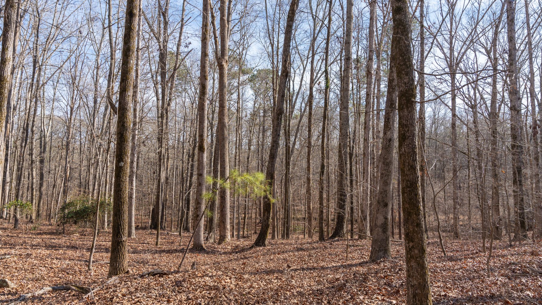 Image for 38.2 +/- Acres - Higgins Curve - Prime Building Lots w/ Recreational Acreage - Offered Divided & As A Whole