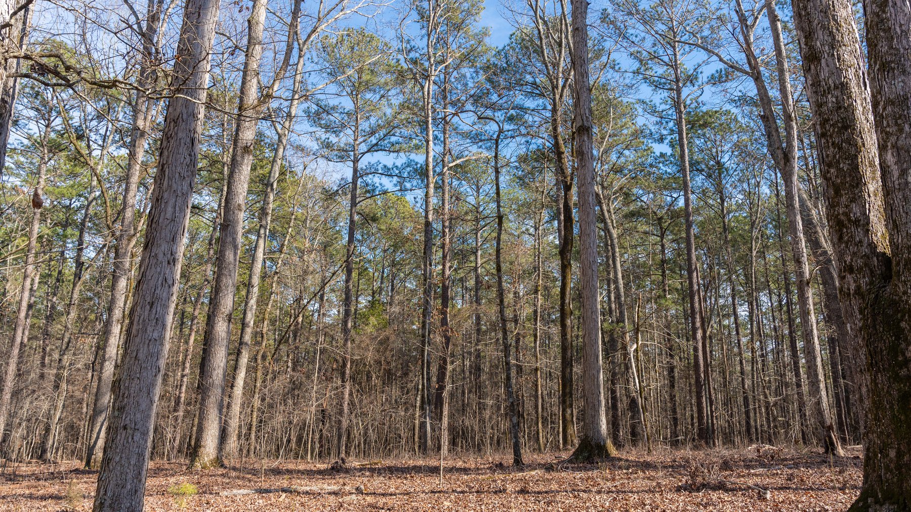 Image for 38.2 +/- Acres - Higgins Curve - Prime Building Lots w/ Recreational Acreage - Offered Divided & As A Whole